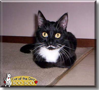 Boo-Boo, the Cat of the Day