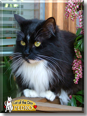 Pedro, the Cat of the Day