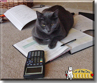 Leelee, the Cat of the Day