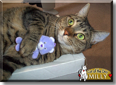 Milly, the Cat of the Day
