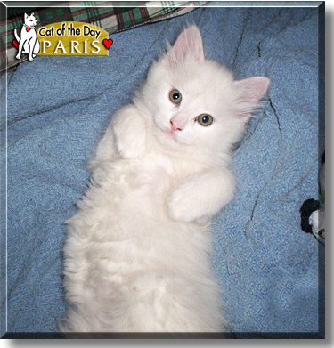 Paris, the Cat of the Day