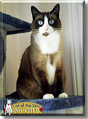 Imhotep, the Cat of the Day