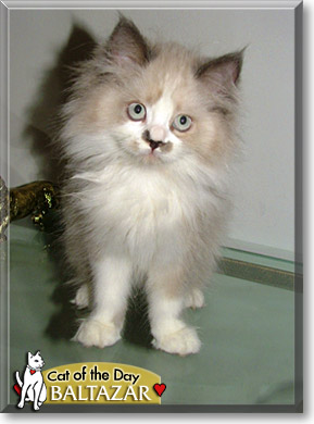 Baltazar, the Cat of the Day