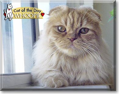 Whoopie, the Cat of the Day