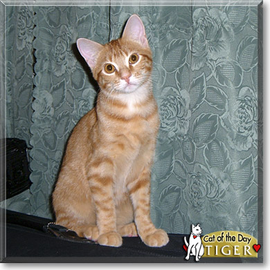 Tiger, the Cat of the Day