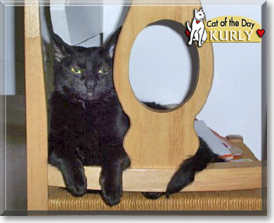 Kurly, the Cat of the Day