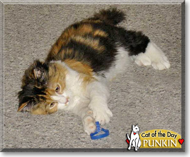 Punkin, the Cat of the Day