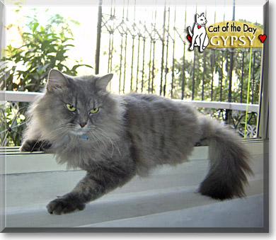 Gypsy, the Cat of the Day