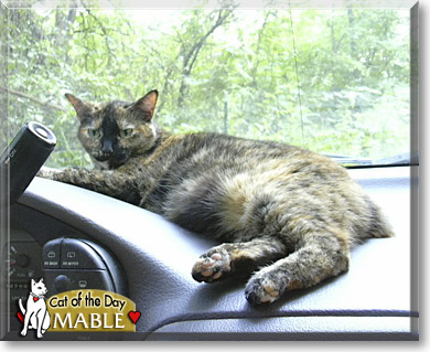 Mable, the Cat of the Day