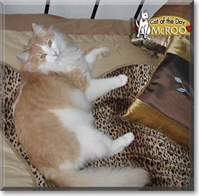 McRoo, the Cat of the Day