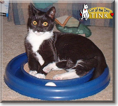 Tink, the Cat of the Day