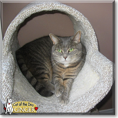 Ginger, the Cat of the Day