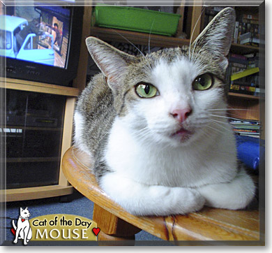 Mouse, the Cat of the Day