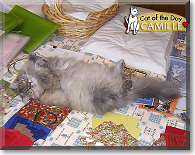 Camille, the Cat of the Day