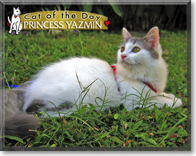 Princess Yazmin, the Cat of the Day