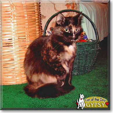 Gypsy, the Cat of the Day