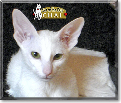 Chai, the Cat of the Day