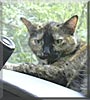 Mable