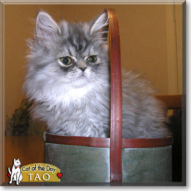Tao, the Cat of the Day