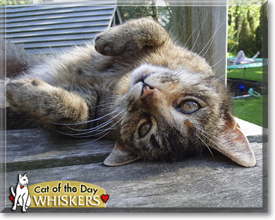 Whiskers, the Cat of the Day