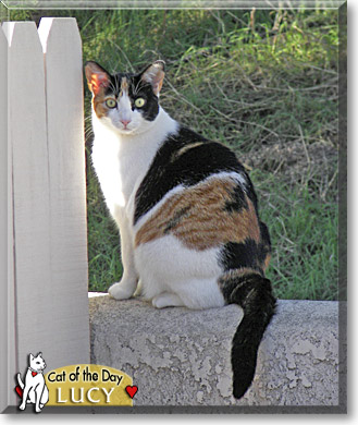 Lucy, the Cat of the Day