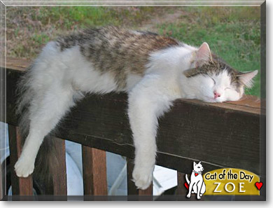 Zoe, the Cat of the Day