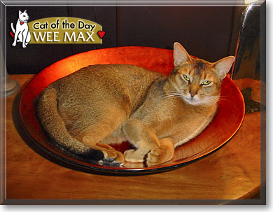 Wee Maxi, the Cat of the Day