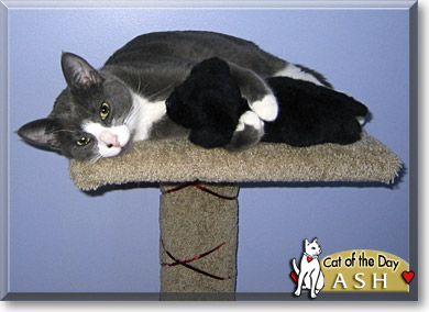 Ash, the Cat of the Day