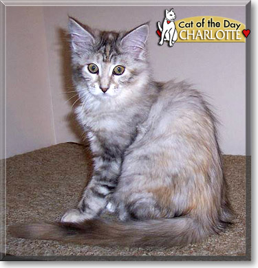 Charlotte, the Cat of the Day