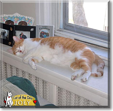Joey, the Cat of the Day