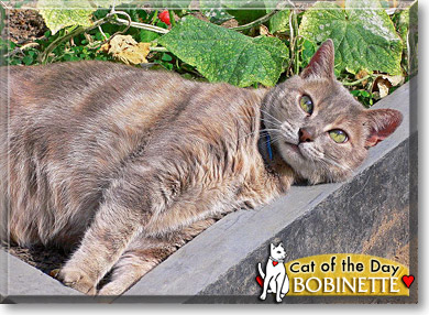 Bobinette, the Cat of the Day