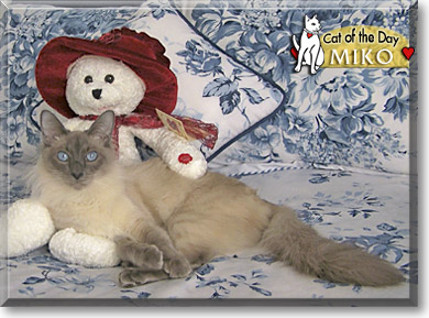 Miko, the Cat of the Day
