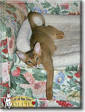 Ollie, the Cat of the Day