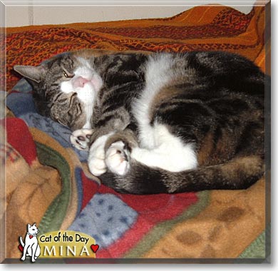 Mina, the Cat of the Day