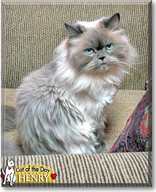 Henry, the Cat of the Day