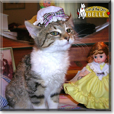 Belle, the Cat of the Day