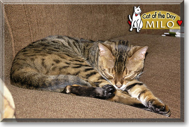 Milo, the Cat of the Day