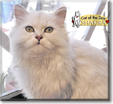 Shakira, the Cat of the Day