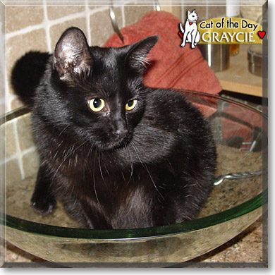 Graycie, the Cat of the Day