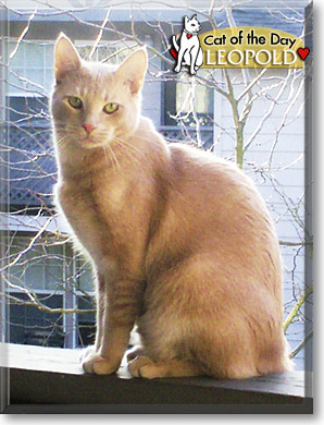 Leopold, the Cat of the Day