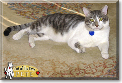 Pete, the Cat of the Day