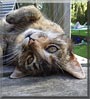 Whiskers