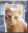Leopold