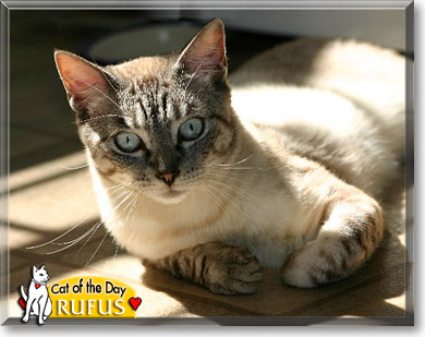 Rufus, the Cat of the Day