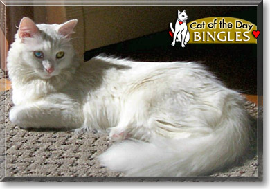 Bingles, the Cat of the Day