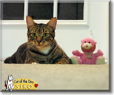 Siko, the Cat of the Day