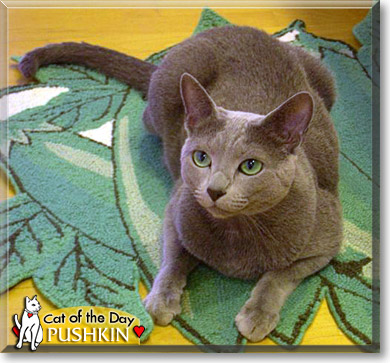 Pushkin, the Cat of the Day