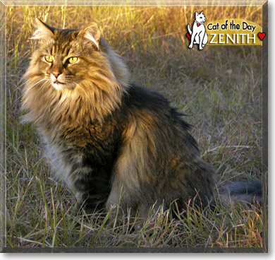 Zenith, the Cat of the Day