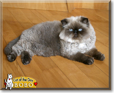 BoBo, the Cat of the Day