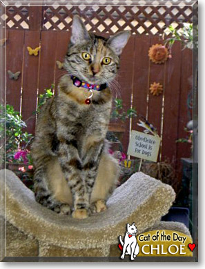 Chloe, the Cat of the Day